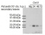 PR-4 | Pathogenesis-related protein 4 (Arabidopsis thaliana)